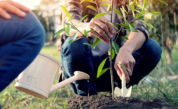 Tree Removal Company In Smyrna, GA
